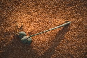 The Adaptive Explorer: Flexibility and Survival in Diverse Environments