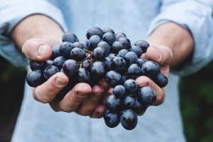 How Campus Food Services Impact Student Wellness