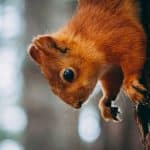 Lab-Grown Leather: Ethical Fashion’s Answer to Animal Rights