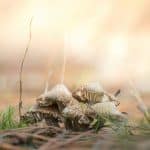 Silk Alternatives: Mushroom and Lotus Fabrics Taking Over