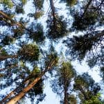 Expat Hotspots: Where Foreign Buyers Are Snatching Up U.S. Homes