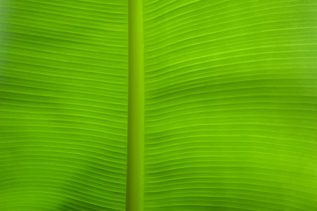 The Impact of Green Spaces on Learning Environments