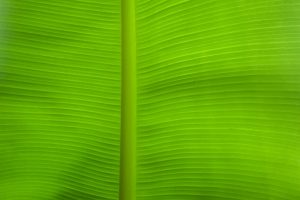 The Impact of Green Spaces on Learning Environments